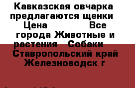 Кавказская овчарка -предлагаются щенки › Цена ­ 20 000 - Все города Животные и растения » Собаки   . Ставропольский край,Железноводск г.